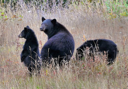 Sow and Cubs