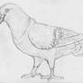 Best Pigeon Sketch