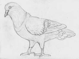 Best Pigeon Sketch