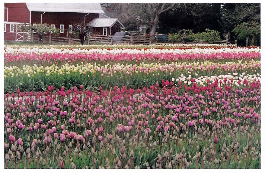 Rows of Tulips Against a Barn