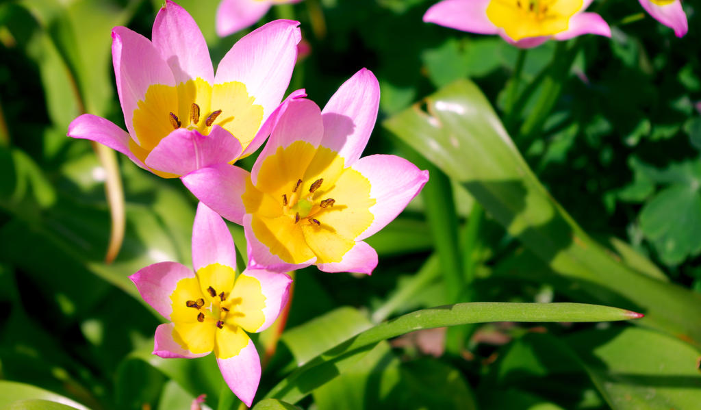 Hemerocallis  ''Catherine Woodbury''