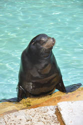 A Seal