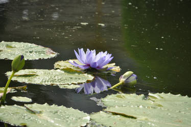 violet water lily