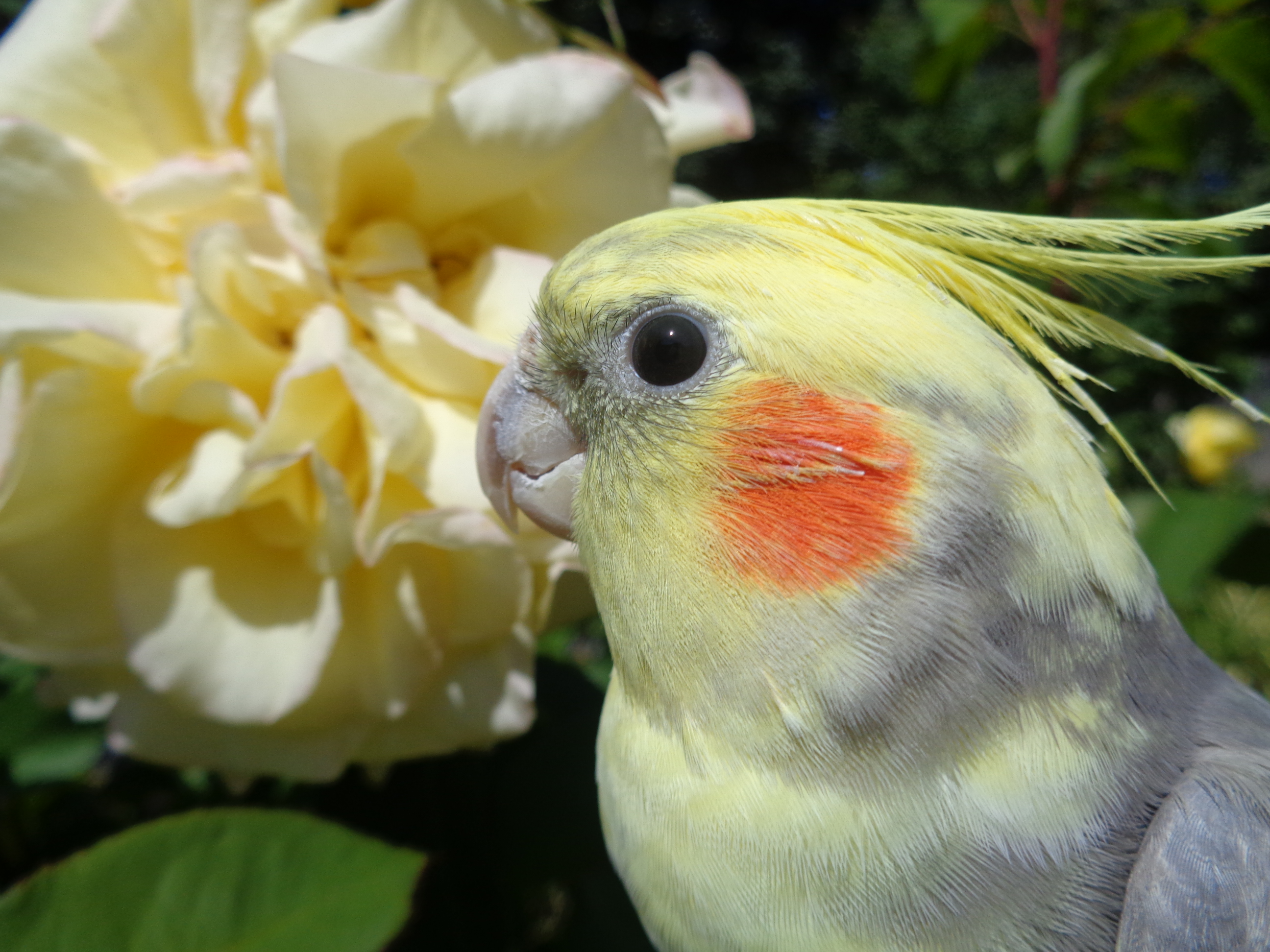 Pichoo next to a flower