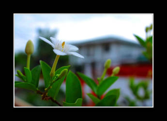 White Flower