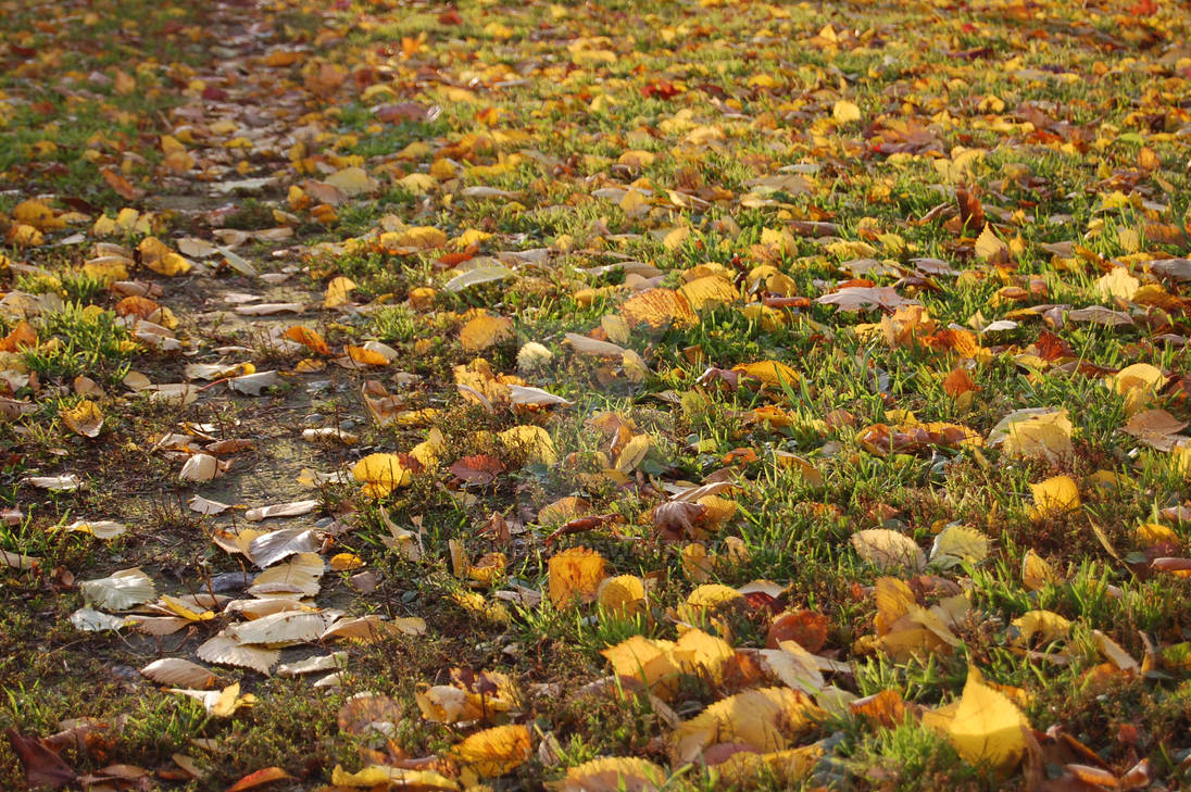 Fall: pathway by ph03n1x720 on DeviantArt