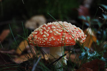 Mushroom: fly-agaric 3