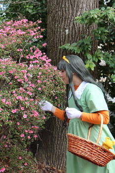 Spring Blossoms