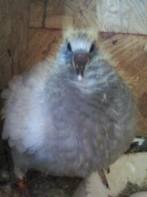 Fluffy Baby Pigeon By Lanuta On Deviantart Fluffy Baby Pigeon By Lanuta On Deviantart