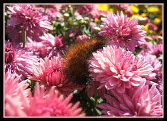 Fuzzy Flower Friend