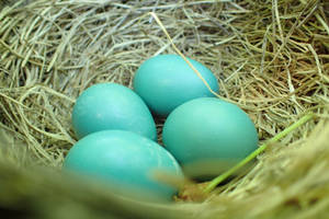 Robbin eggs