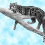 Clouded leopard