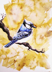Blue Jay ..:ON AUCTION:.. by 71-Blackbird