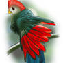 Red-Crested Turaco