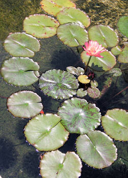 Hawaiian Waterlily - stock