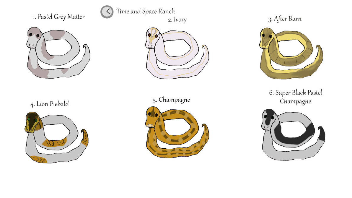 Ball Python Imports CLOSED by PennyDieKatze on DeviantArt