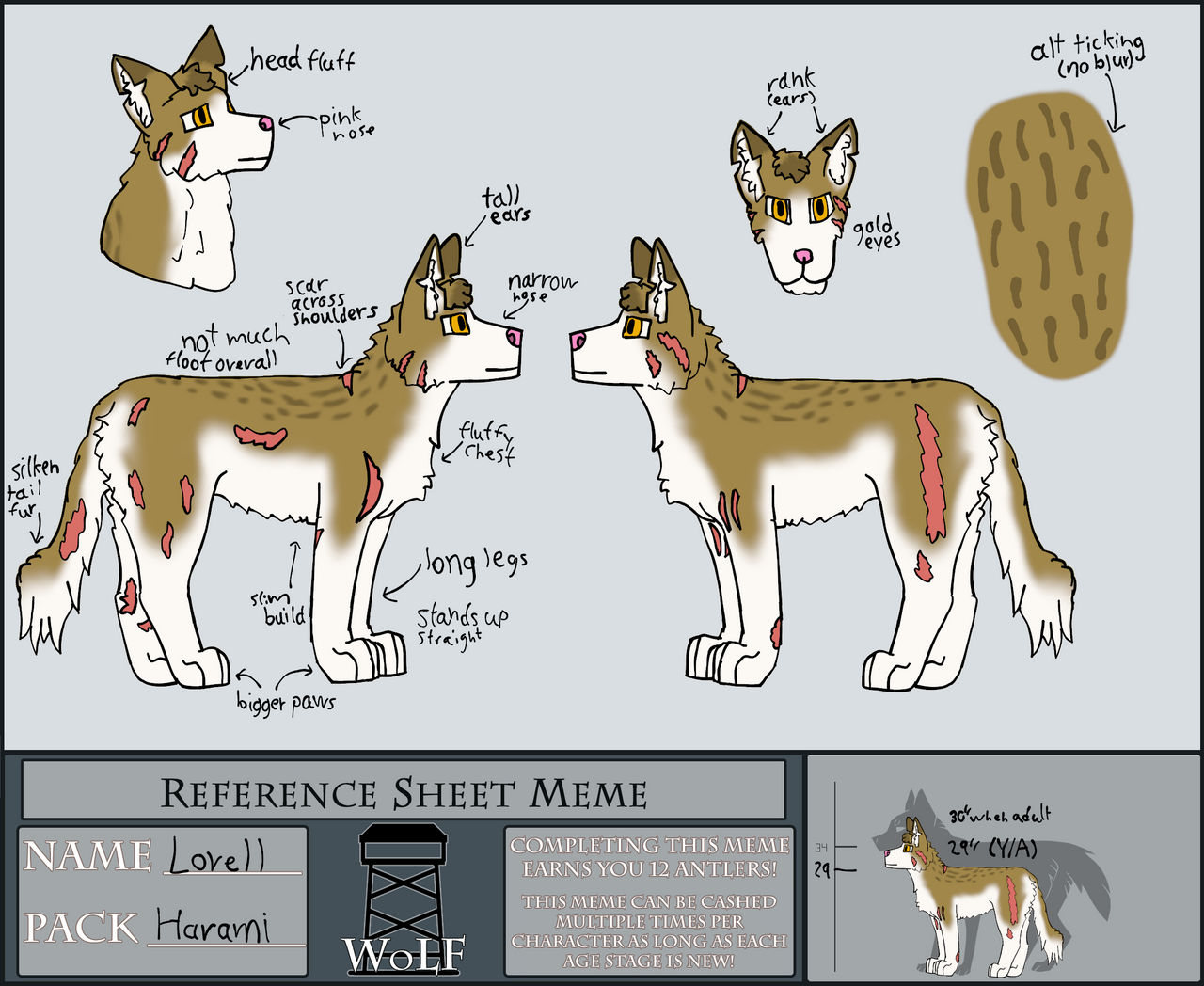 Sharp Wolf Reference Wolf Reference 🕷Arachnid🕷2024 REFERENCE SHEET🕷 ••• HE