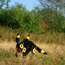 Real Umbreon 2