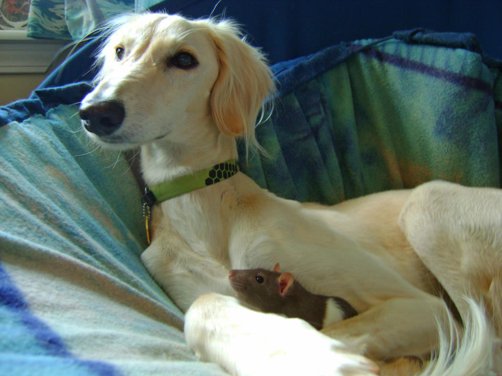 Saluki and his Pet Rat