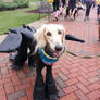 Smiley Dog in Costume