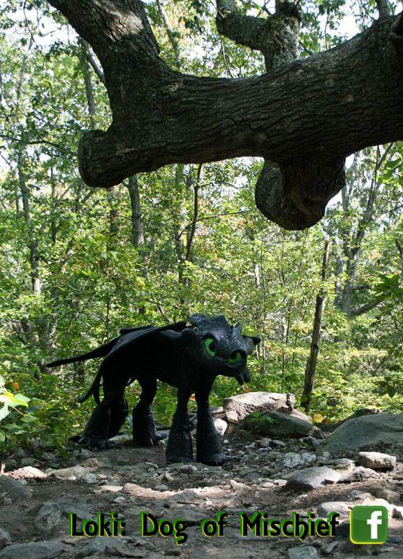 Toothless Cosplay