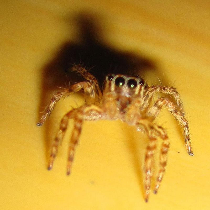 spider smiling by vinuleo25 on DeviantArt