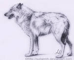Wolf Standing by SuliannH