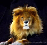 Lion Portrait by SuliannH