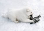 Inuk by SuliannH