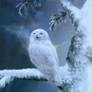 Winterland Snowy Owl