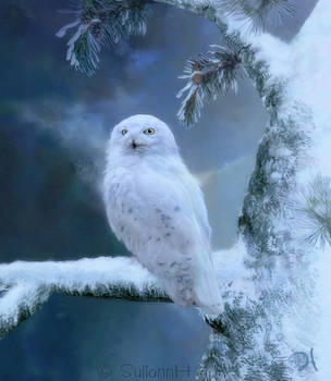 Winterland Snowy Owl by SuliannH