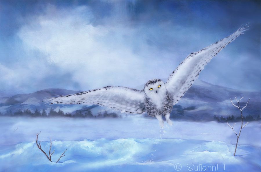 Northen Snowy Owl