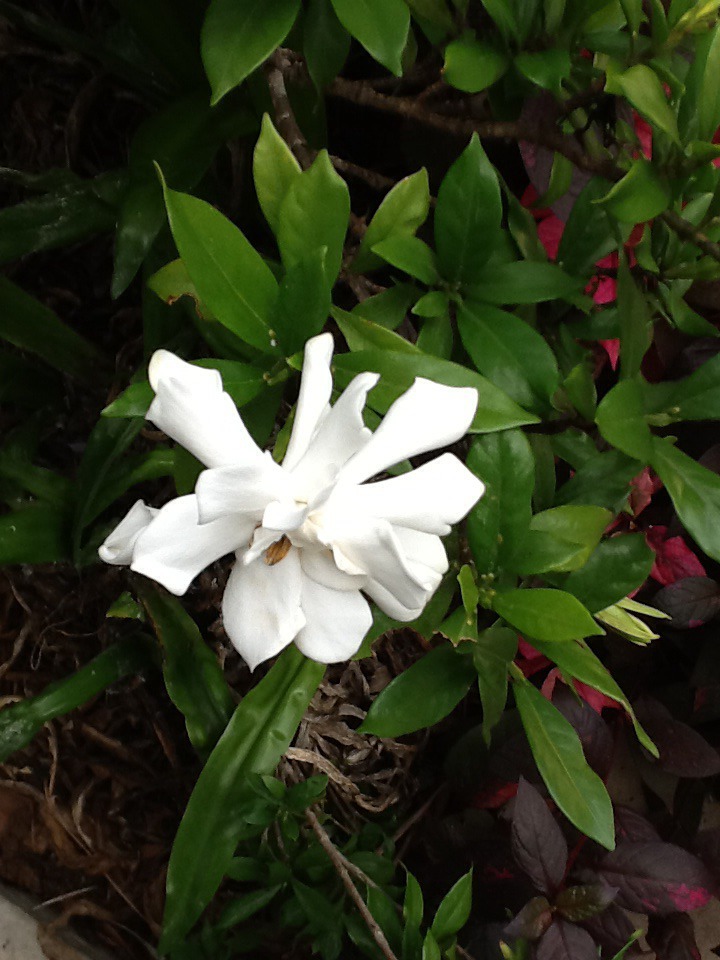 White Beauty