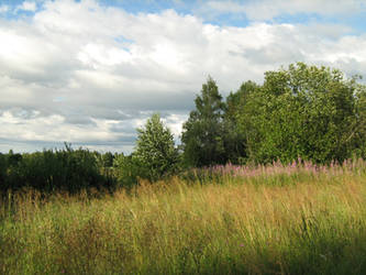 clouds and forest