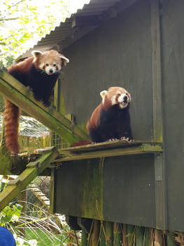 Funny red panda photos -1/2-