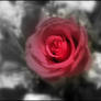 A Rose