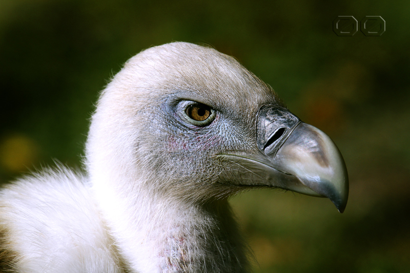 wHITE vULTURE