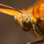 aN oRANGE bUTTERFLy