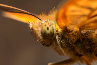 aN oRANGE bUTTERFLy