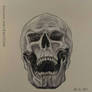 Skeletor skull study