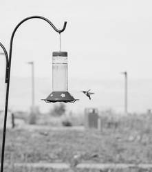 Feeding Time