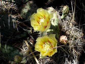 Bloomin Prickly Pear