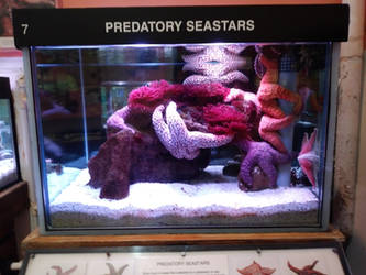 Predatory Seastars