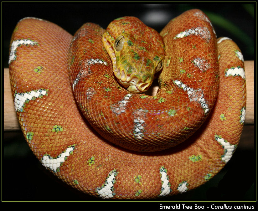 Emerald Tree Boa