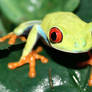 Red Eyed Tree Frog  1