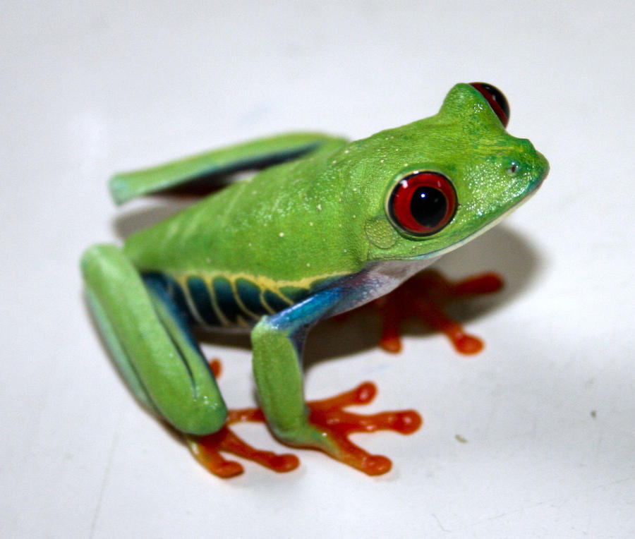 Red Eyed Tree Frog  3