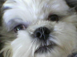 Bruiser, the shih-tzu