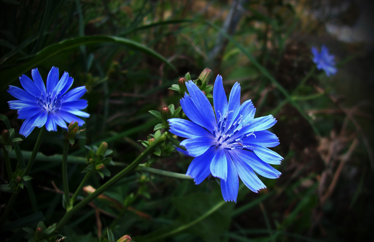 Blue Flower