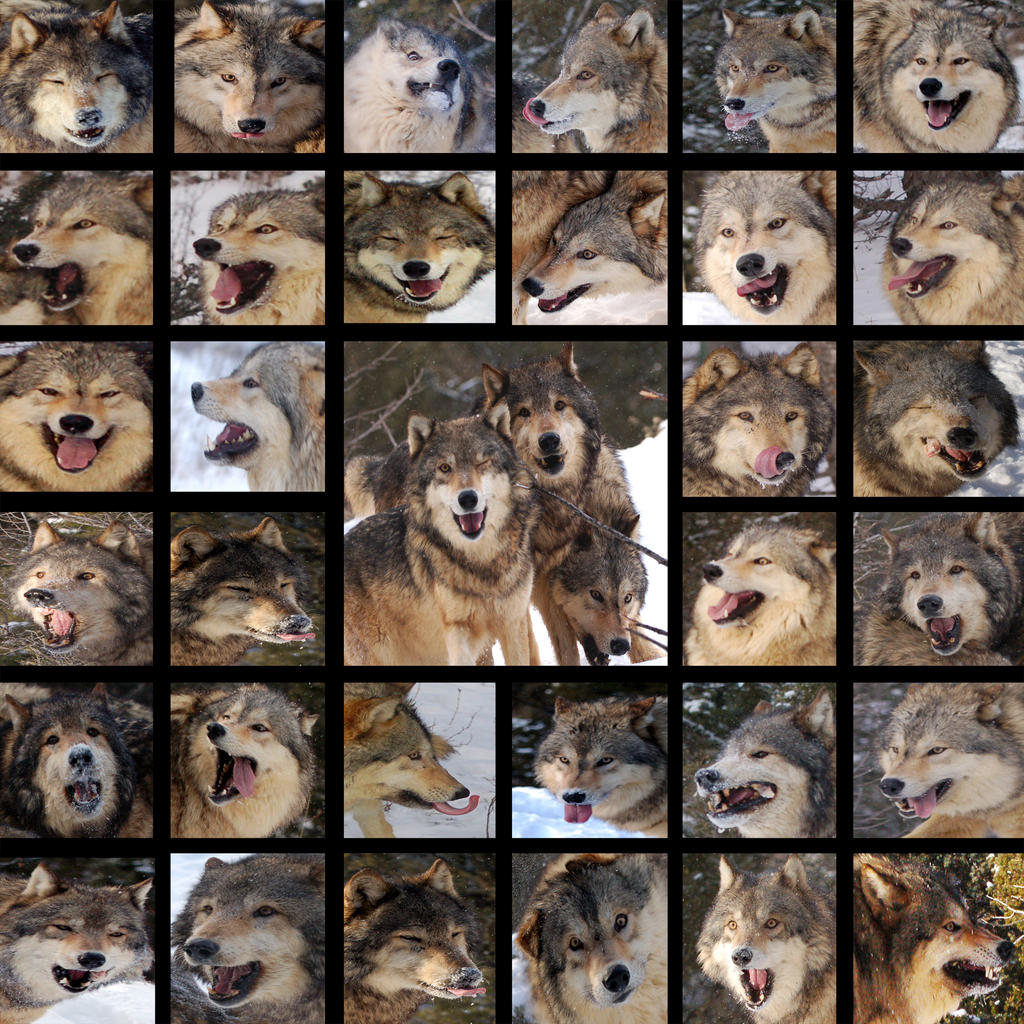 Noble faces of wolves by entophile noble faces of wolves by entophile
