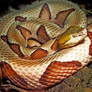 Golden Copperhead